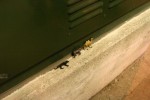 img 4748