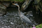 Highlight for Album: Great Blue Heron @ My Apartment